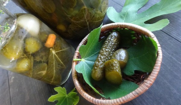 Бързи мариновани краставички със смокинови листа