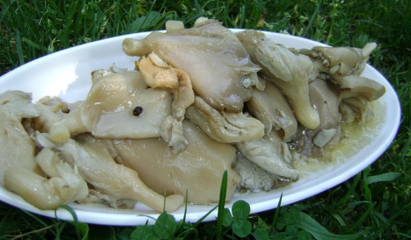 Мариновани Гъби Кладница