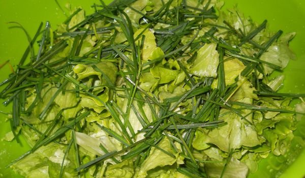 Салата от маруля и див лук