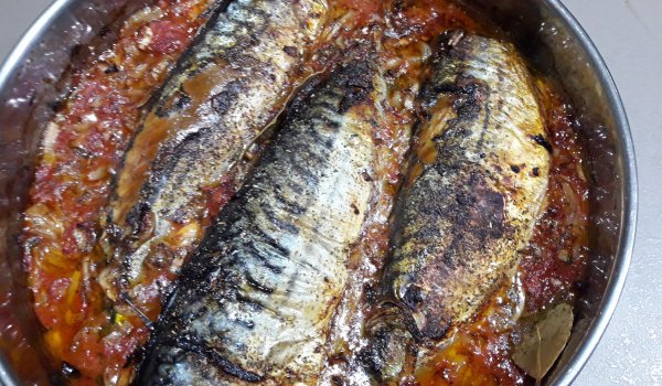 Скумрия плакия
