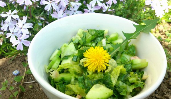 Свежа пролетна салата със спанак и глухарче