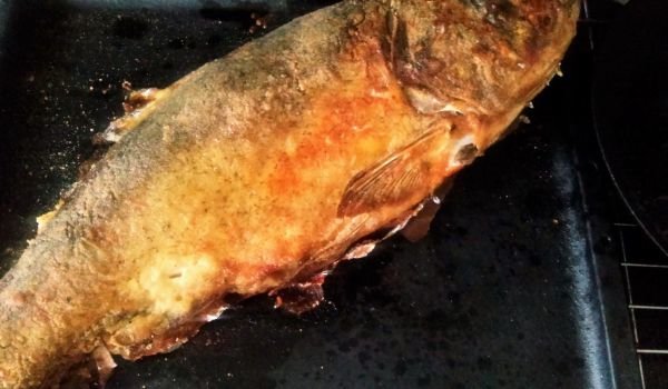 Толстолоб с царевична коричка