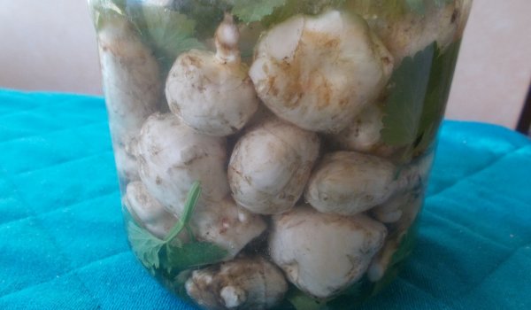 Туршия с гулия